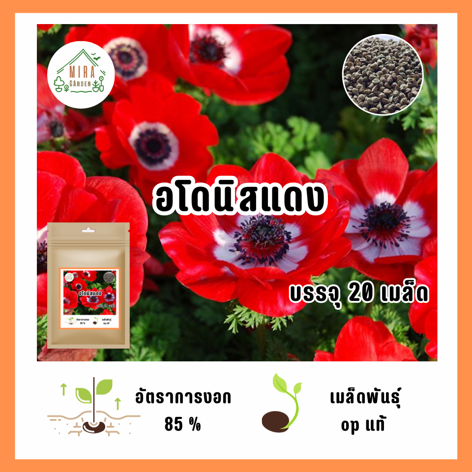 เมล็ดพันธุ์ ดอกอโดนิส สีแดงล้วน บรรจุ 20 เมล็ด