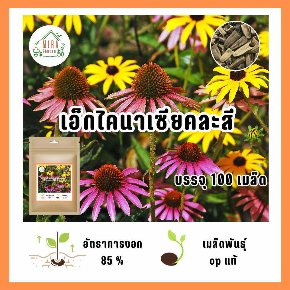 เมล็ดพันธุ์ ดอกเอ็กไคนาเซียคละสี บรรจุ 100 เมล็ด