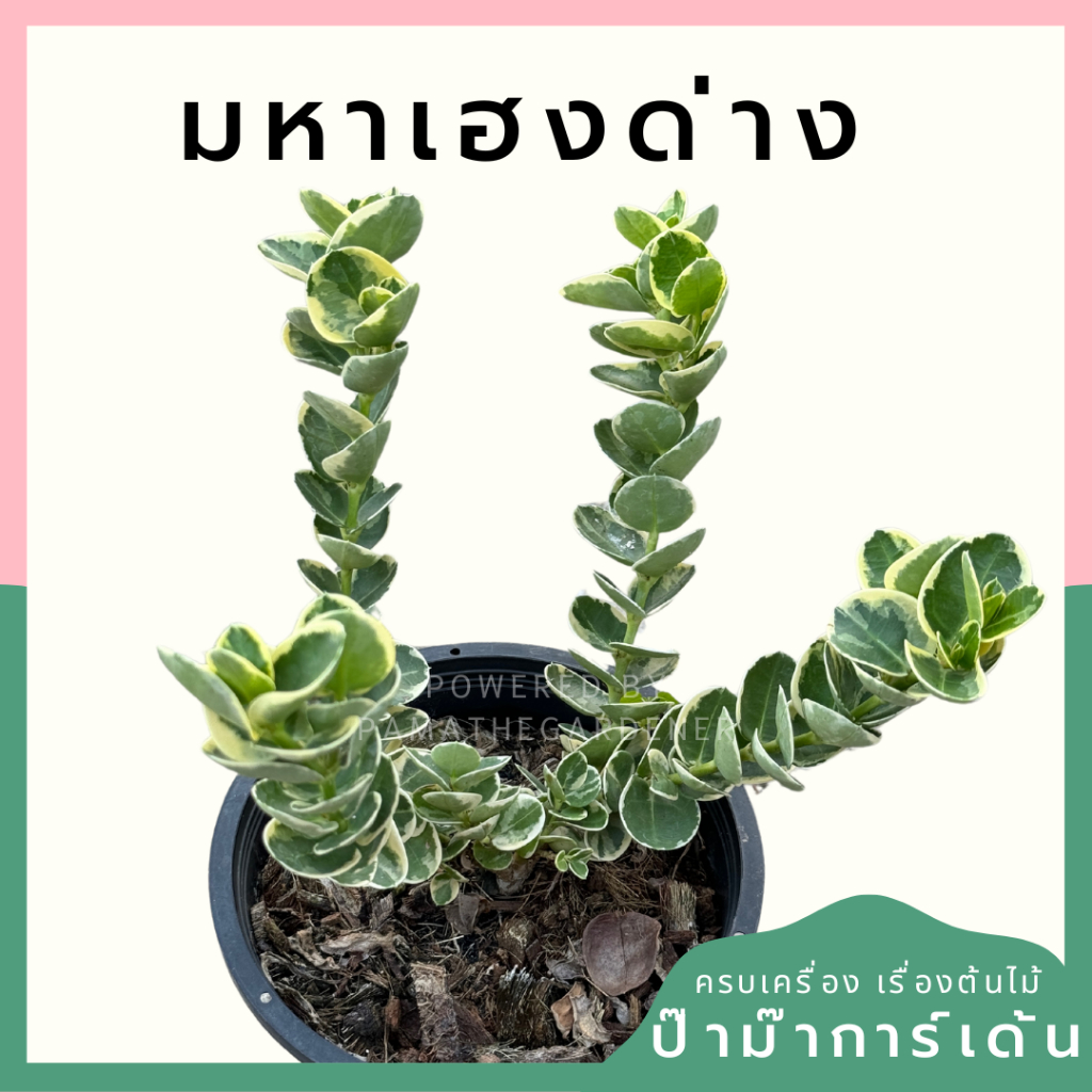 มหาเฮงด่าง มาในกระถางพร้อมตั้ง