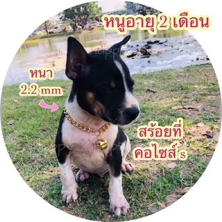 สร้อยคอสัตว์เลี้ยงหมา/แมว สร้อยคอสแตนเลส/อลูมิเนียม