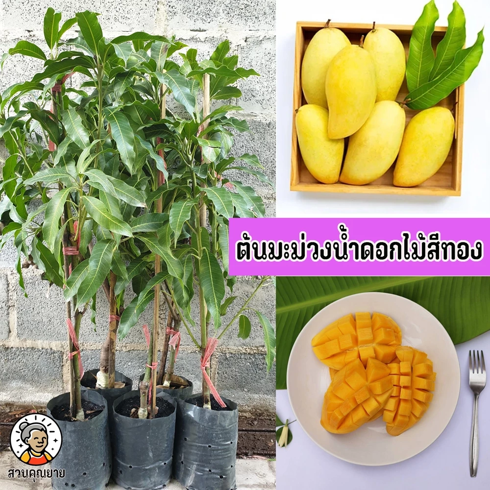 ต้นมะม่วงน้ำดอกไม้สีทอง ขนาด 65-100 ซม. มีรสหวาน และมีกลิ่นหอม นิยมรับประทานเป็นผลไม้สุก
