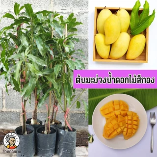 ต้นมะม่วงน้ำดอกไม้สีทอง ขนาด 65-100 ซม. มีรสหวาน และมีกลิ่นหอม นิยมรับประทานเป็นผลไม้สุก