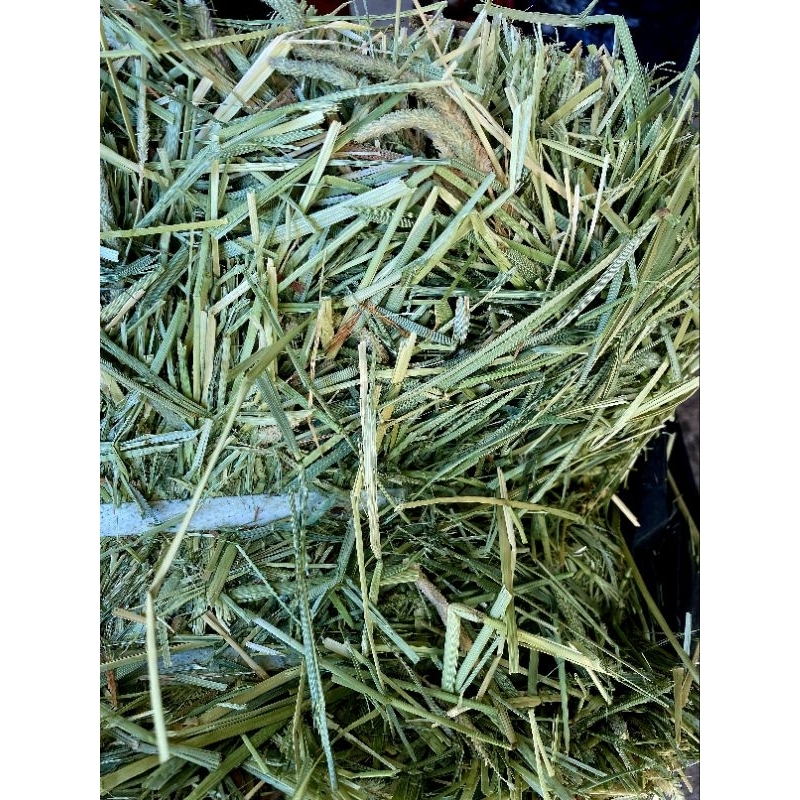 หญ้าทิโมที่พรีเมียม ร่อนฝุ่น 1kg.