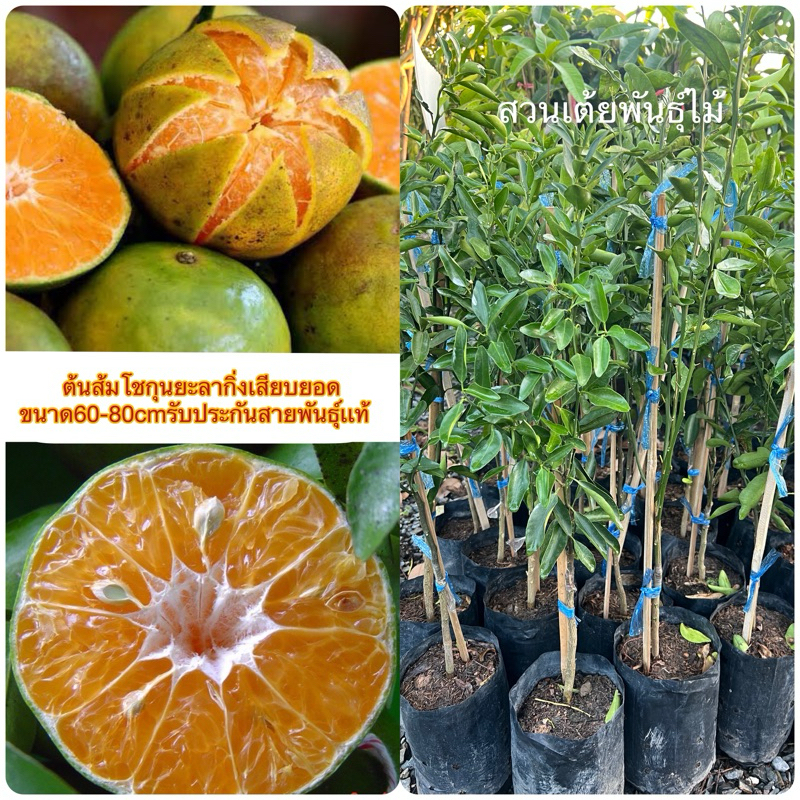 ต้นส้มโชกุน🍊ยะลาพันธุ์​แท้ 💯​ กิ่งเสียบยอด ขนาด60-80cm
