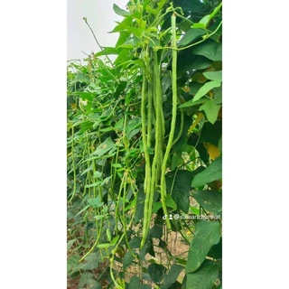 ถั่วพิจิตร3(1กิโลกรัม) เมล็ดสวย ปลูกง่าย ดก
