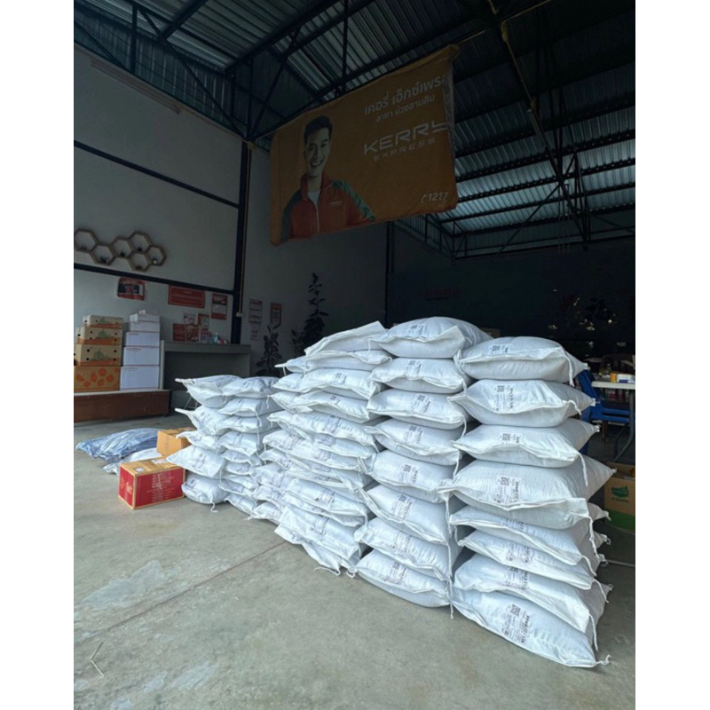 ✅ กินนี กินนี่มอมบาซ่า เมล็ดกินนี่มอมบาซา 1 กิโลกรัม (พร้อมปลูก) - รูปที่ 6