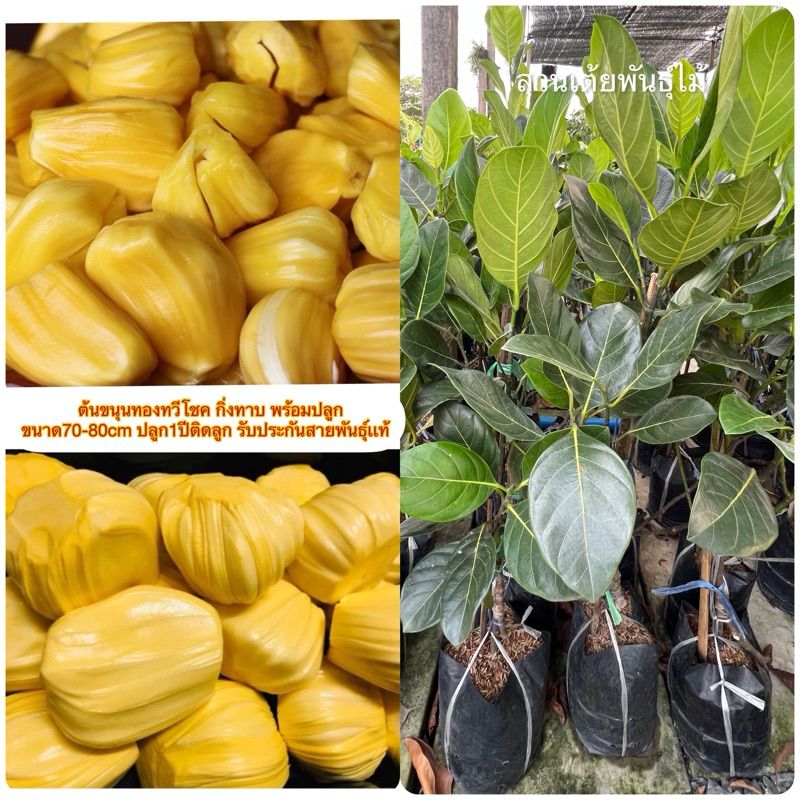 ต้นขนุนทองทวีโชค กิ่งทาบ พร้อมปลูก🌱  ขนาด70-80cm ปลูก1ปีติดลูก รับประกันสายพันธุ์เเท้