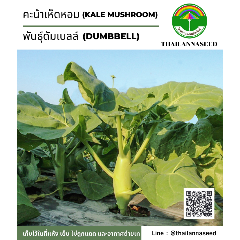 เมล็ดพันธุ์ผักสวนครัว คะน้าเห็ดหอม พันธุ์ดัมเบลล์ ( ขนาด 1 กรัม ) รหัสสินค้า 6021