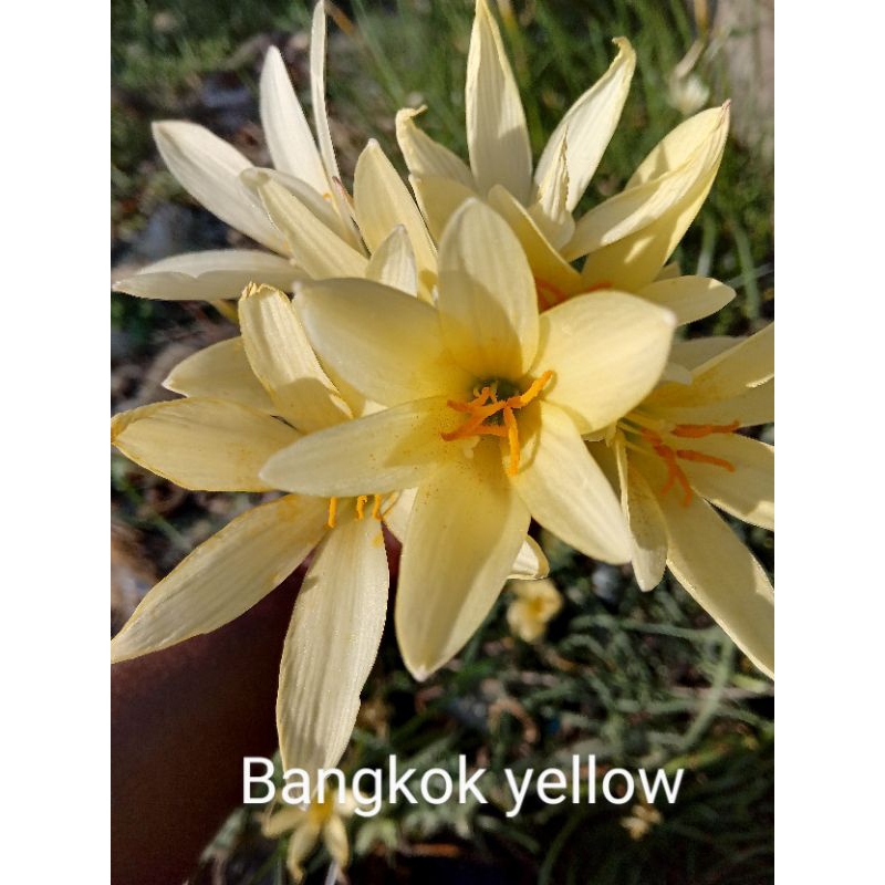 บัวดินเหลืองไข่ไก่ z. Bangkok yellow