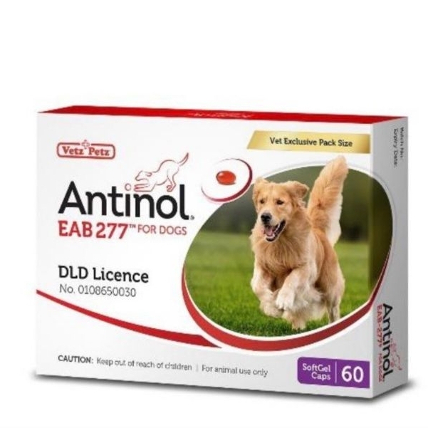 Antinol Dog แพ็คเกจใหม่ Exp.08/2025 🔥 ของแท้ อาหารเสริม บำรุงข้อ ลดอักเสบ ข้ออักเสบ สุนัข แมว