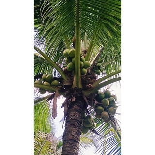 🌴พันธุ์มะพร้าวน้ำหอมใต้จากต้นแม่อายุกว่า30ปี 🌴