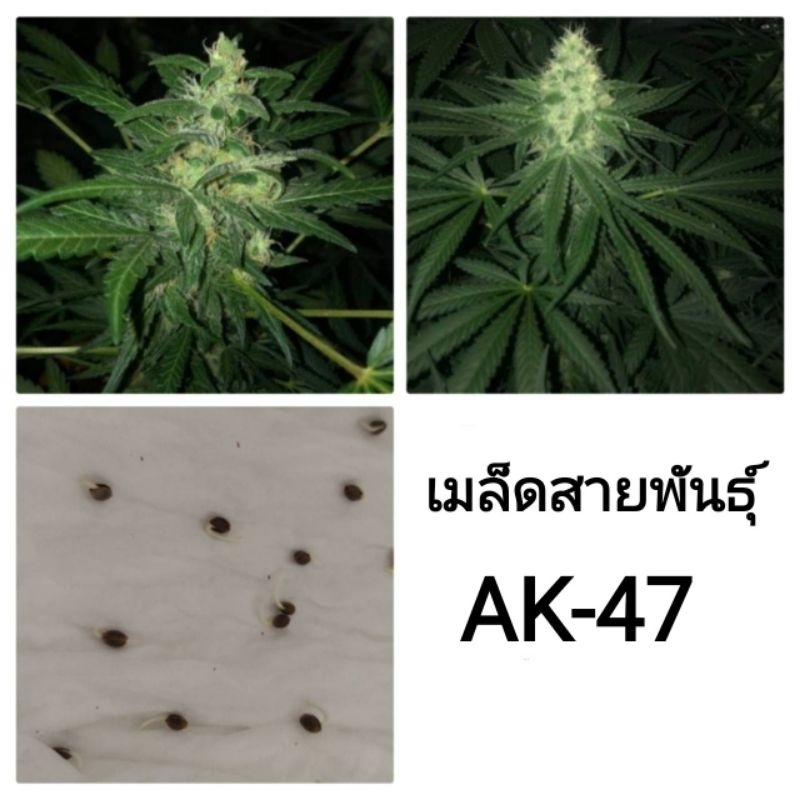 เมล็ดพันธุ์Ak-47 เพศเมีย90%ใช้STSทำเมล็ด ชุด5และ3เม็ด