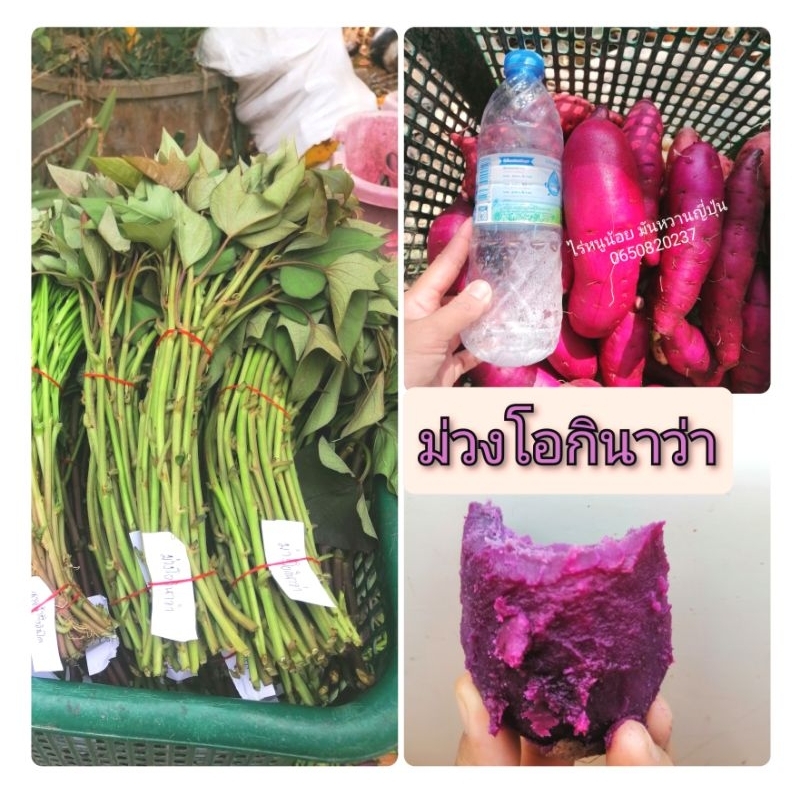ยอดพันธุ์​มัน​ม่วงโอกินาว่าชุดละ100ยอดมันหวาน​ญี่ปุ่นเนื้อสีม่วง