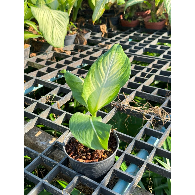 มุมมอง 4