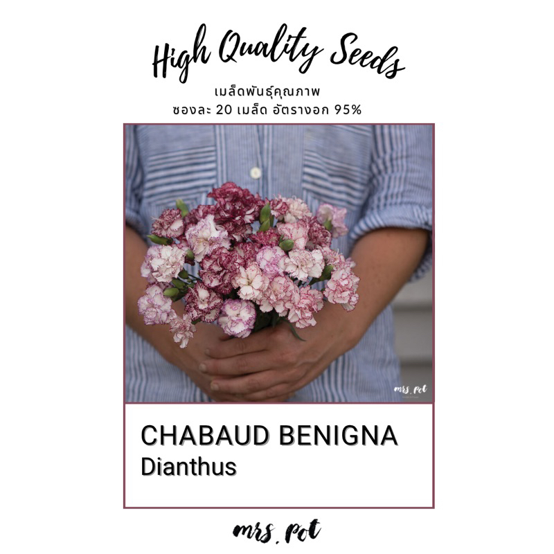 เมล็ดดอกคาร์เนชั่น Dianthus สายพันธุ์ Chabaud Benigna