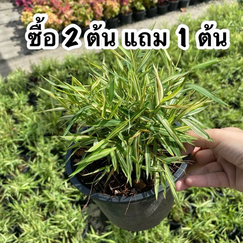 !! ซื้อ 2 แถม 1 ต้น !! ต้นไผ่เงิน หญ้าแมว กระถาง 6 นิ้ว
