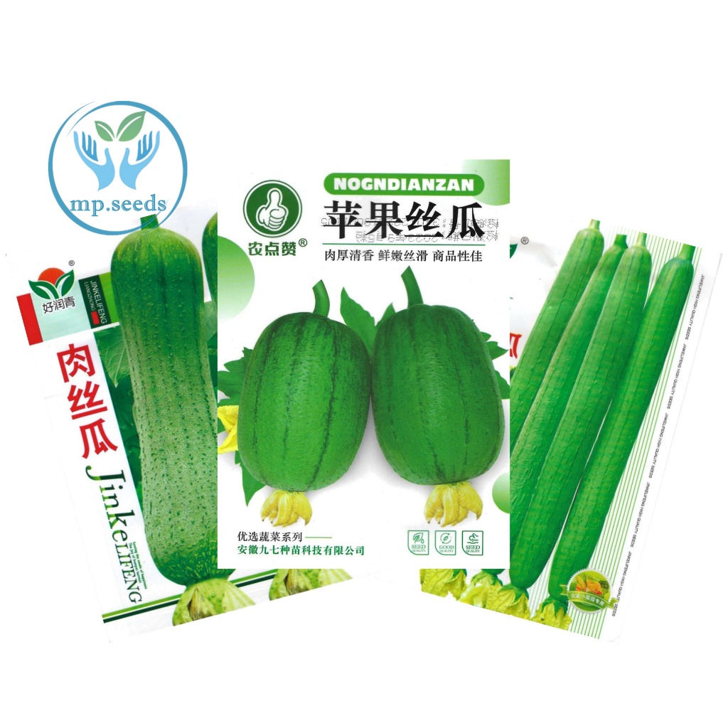 เมล็ดพันธุ์ บวบหอม/บวมหอมยาว 35 เมล็ด  บวบหอมแอปเปิ้ล