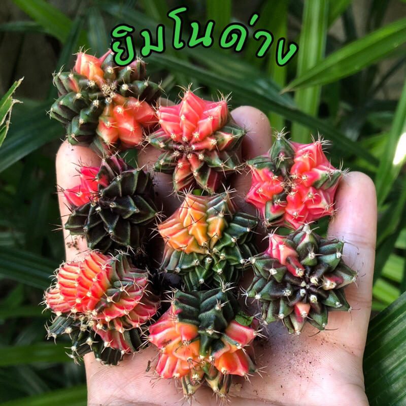 (ซื้อ🚩5แถม1🔥)ยิมโนด่างไม้เมล็ด ขนาด 2.5 - 3.5 ซม. ราคาสุดคุ้ม ถูกที่สุด แคคตัส กระบองเพชร