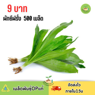 9 บาท ผักชีฝรั่ง บรรจุ 500 เมล็ด