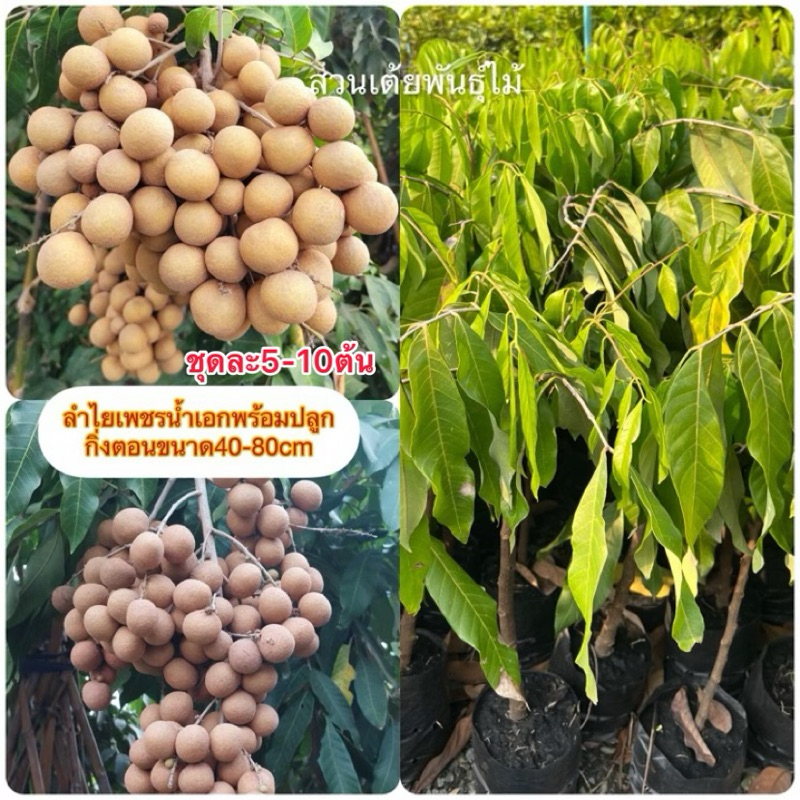 ลําไยเพชรน้ำเอกชุดละ5-10ต้นพร้อมปลูกกิ่งตอนขนาด40-80cm ชอใหญ่ รสชาติหวานมาก เม็ดเล็กรับประกันสายพันธุ์