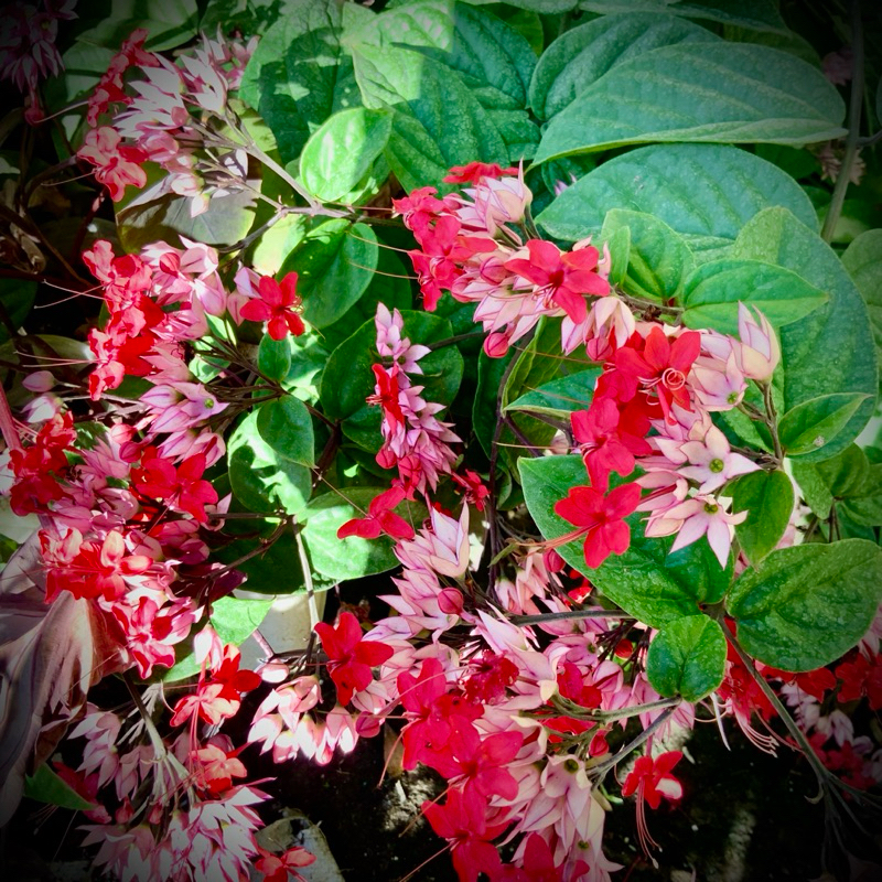 ต้นมังกรคาบแก้ว สีแดงในถุงชำ