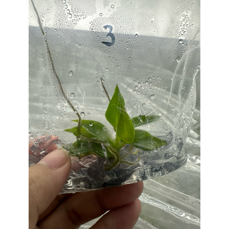 Philodendron Spiritus Sancti  ฟิโลเดนดรอน สปิริทัส-แซงติ ราคา ถูกที่สุด ดีลบีเคเค แกลเลอรีภาพที่ 9