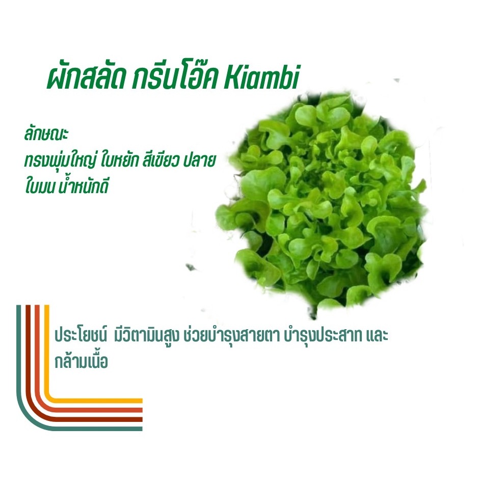 เมล็ดผักสลัด แบบเคลือบ 100 เมล็ด(Rijk Zwaan)