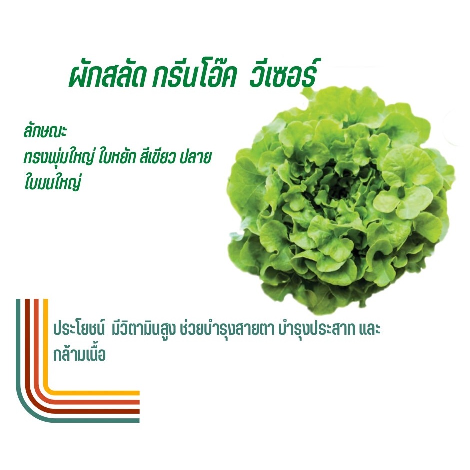 เมล็ดผักสลัด ชนิดเคลือบ กระปุก 1000 เมล็ด(Rijk zwaan)