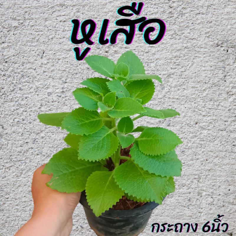 ต้นหูเสือ กระถาง 6นิ้ว