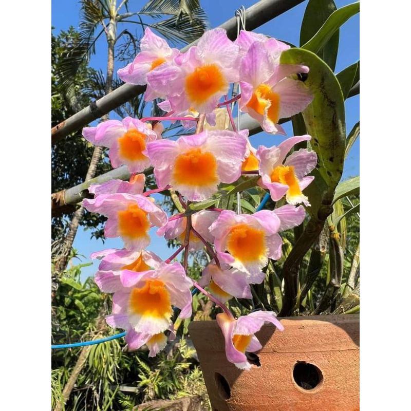 เอื้องมัจฉาสีชมพูดอกหอม1กระถางไม้นิ้ว หายาก