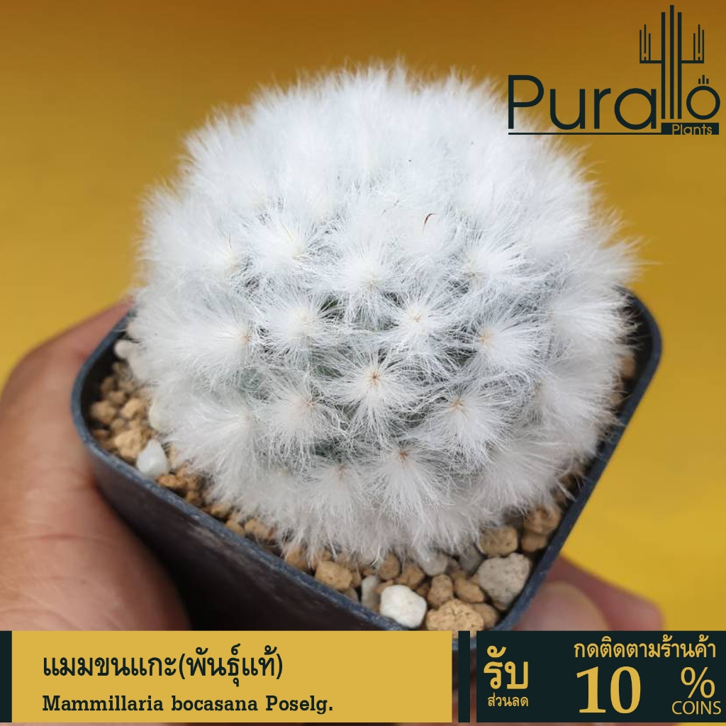 ต้นกระบองเพชร แมมขนแกะ(พันธุ์แท้)Mammillaria bocasana Poselg.#แคสตัส #cactus #ขนแกะ