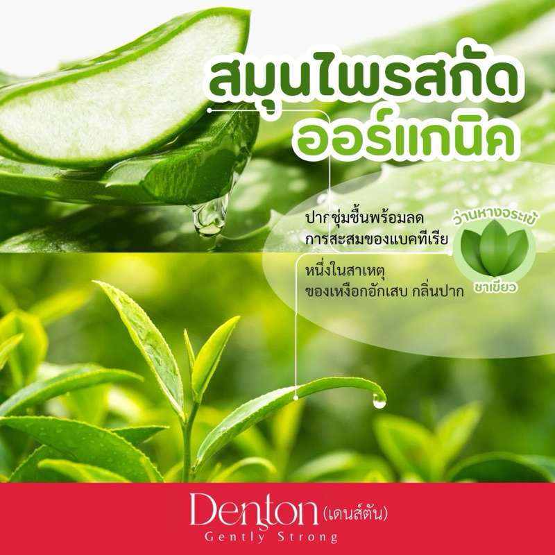 (ขายดี🥇) เดนส์ตัน ยาสีฟันอ่อนโยนพิเศษ ป้องกันฟันผุ Vegan เหมาะกับคนแพ้ง่าย  Denston gentle oral care 75 กรัม - รูปที่ 4