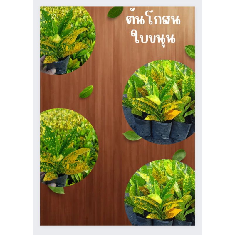 โกสนใบขนุนหรือโกสนใบส้ม ไม้มงคลนิยมปลูกริมรั้ว