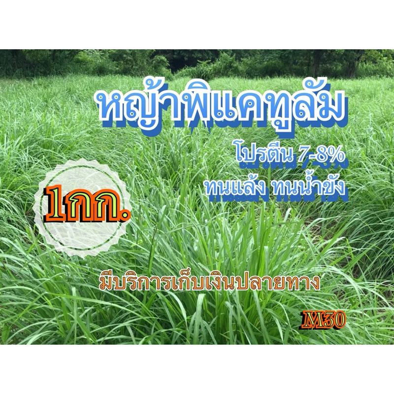 หญ้าพลิแคทูลั่ม เมล็ดหญ้าพลิแคท 1 กิโลกรัม #พร้อมปลูก(รับประกันการงอก) หญ้าเลี้ยงสัตว์ พันธ์ุหญ้า หญ้าเลี้ยงวัว ควาย