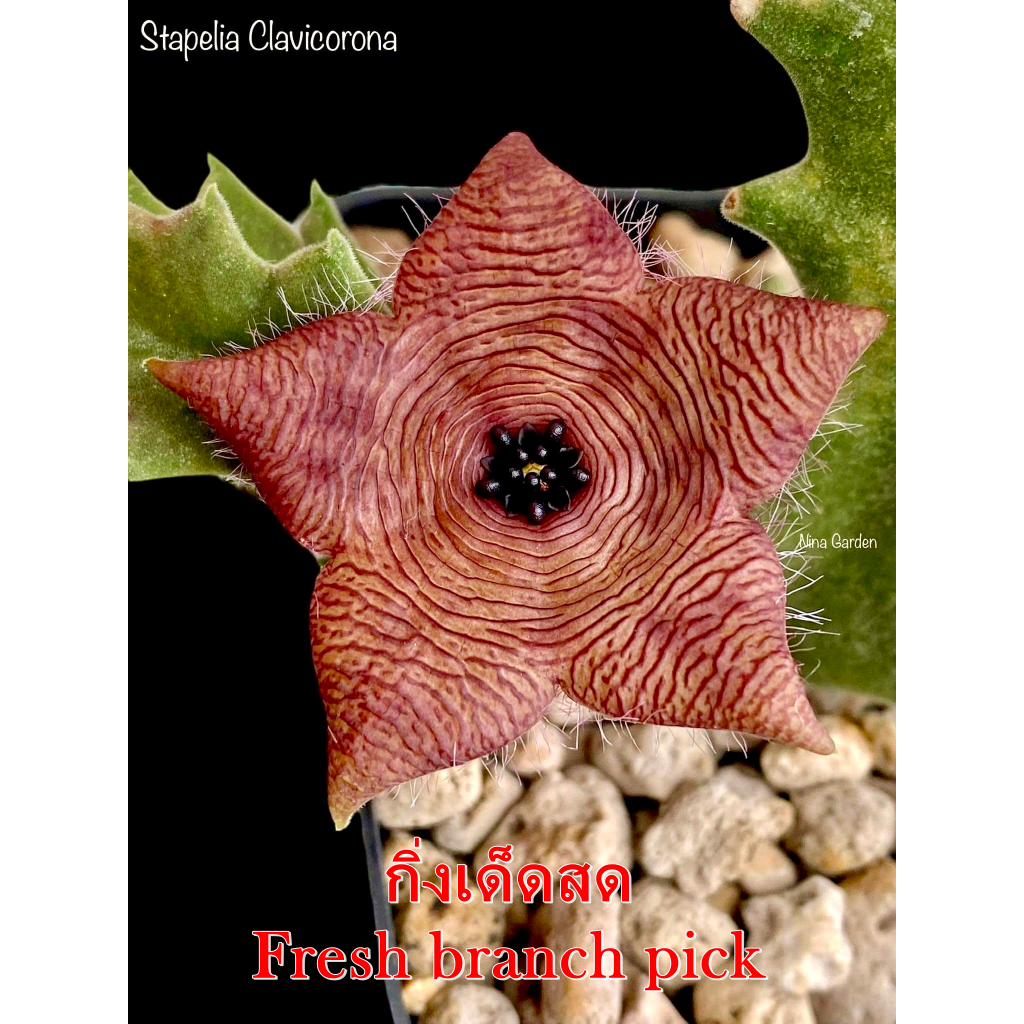 เก๋งจีน Stapelia Clavicorona *กิ่งเด็ดสด* แคคตัส ไม้อวบน้ำ Cactus and Succulent