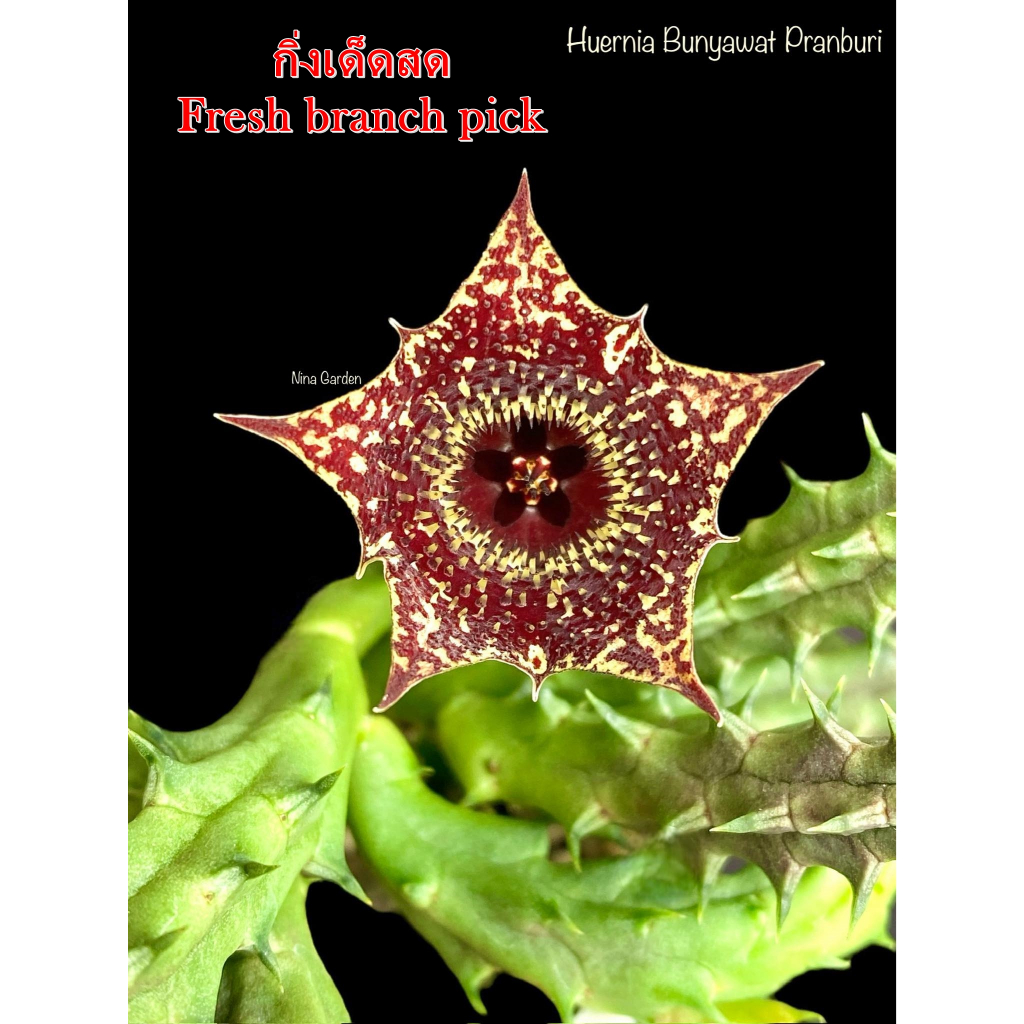 เก๋งจีน Huernia Bunyawat Pranburi Hybrid *กิ่งเด็ดสด* แคคตัส ไม้อวบน้ำ Cactus and Succulent