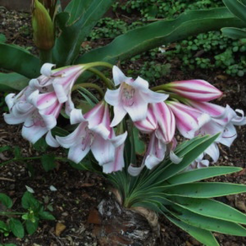 Crinum lugardiae ใบพัดดอกขาว ดอกหอม