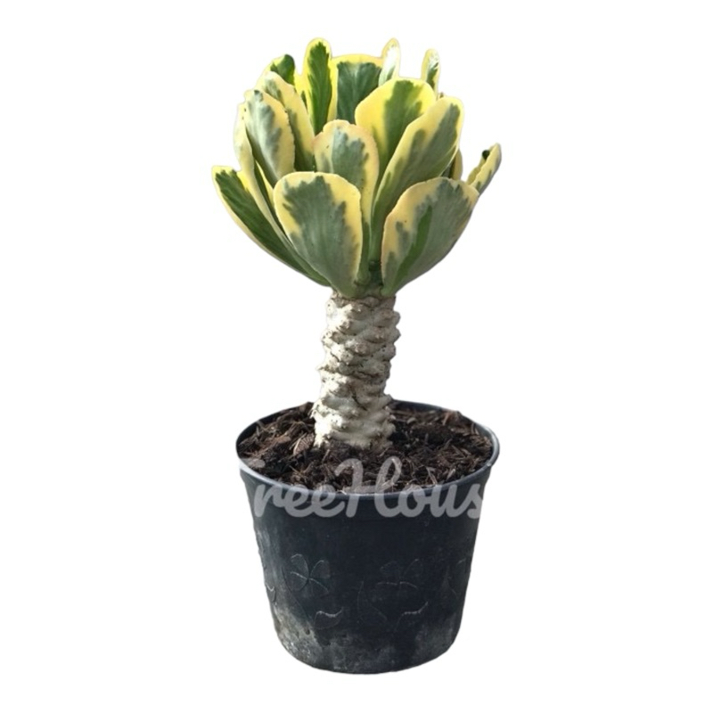 ทองอำพัน กระถาง 4 นิ้ว (Euphorbia Poissonii F. Variegata)