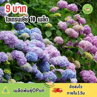 เมล็ดพันธุ์ ดอกไฮเดรนเยียคละสี 10 เมล็ด