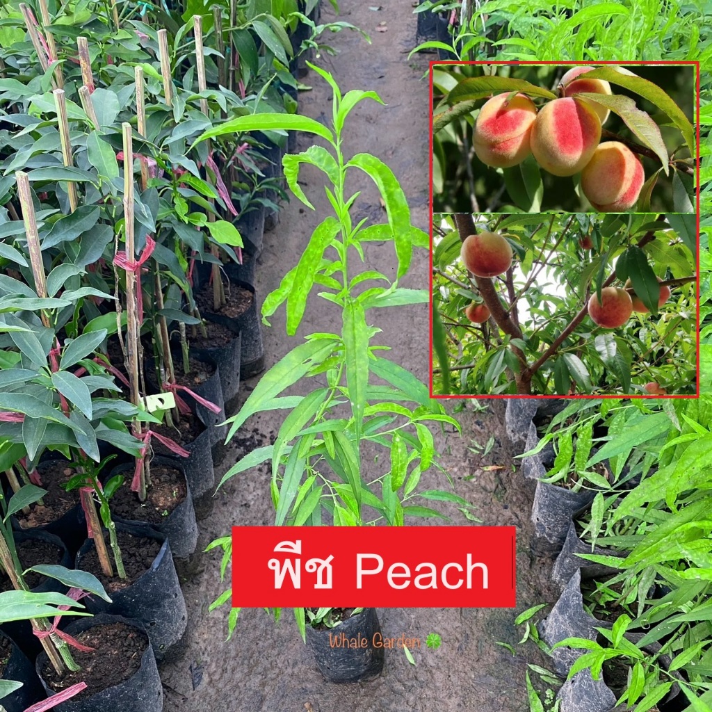 ต้นพีช ลูกท้อ ลูกพีช (Peach) พันธุ์เรดท๊อป (Red Top Peaches) ไม้ผล นิยมปลูก (รับประกัน ส่งใหม่ฟรี หากสินค้าเเสียหาย!!)