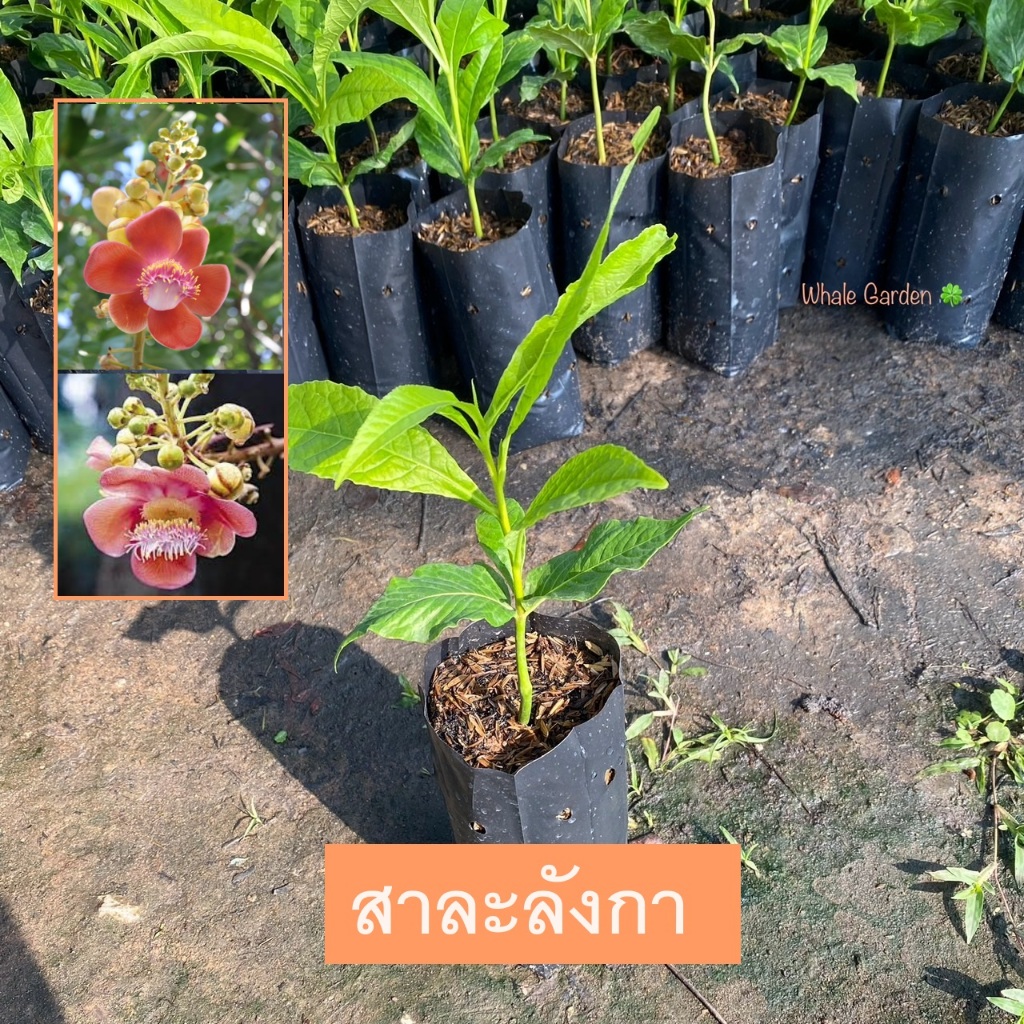 ต้นสาละลังกาสาละลังกา (Cannonball Tree) ไม้ต้นขนาดใหญ่ ผลัดใบ มีดอกสวย (รับประกัน ส่งใหม่ฟรี หากสินค้าเเสียหาย!!)
