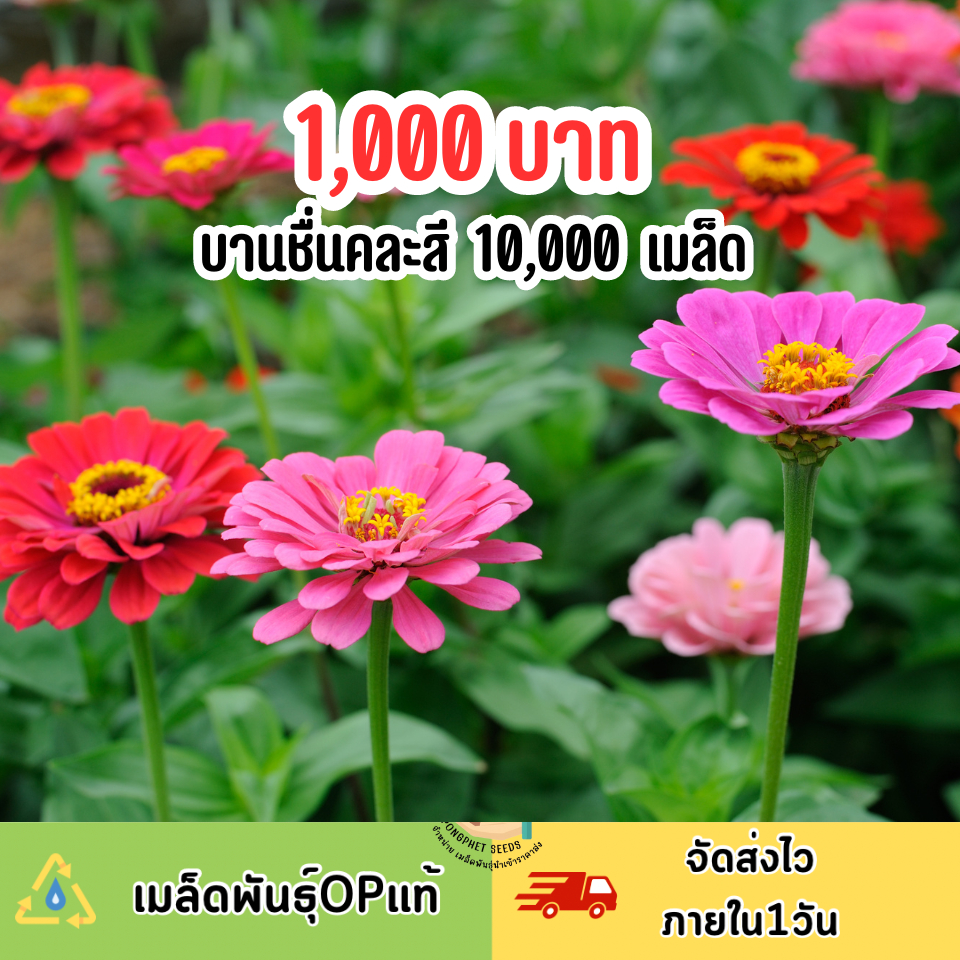 บานชื่นคละสี บรรจุ10,000 เมล็ด