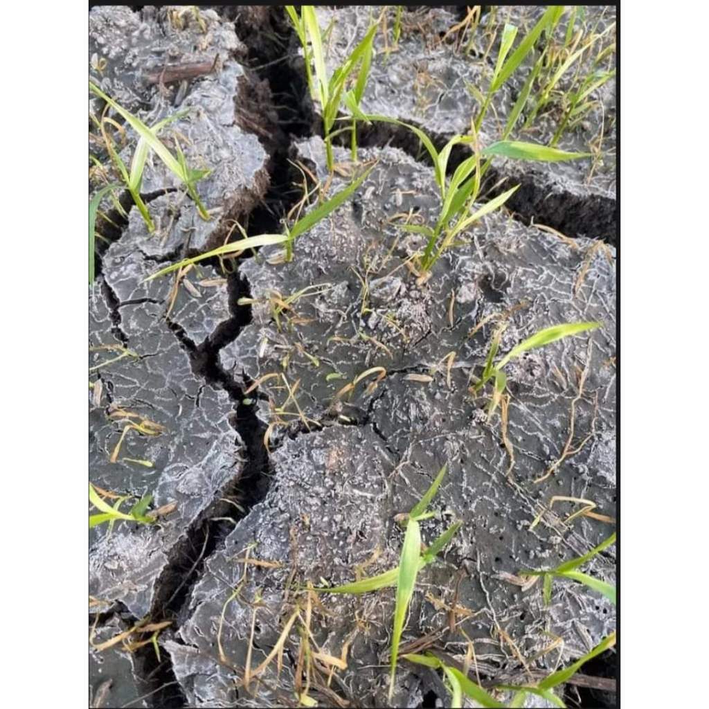 ซันโปร70 ขนาด 1 ลิตร  (บิวทาคลอ+โพรพานิล)เนื้อพรีเมียม คุม-ฆ่า วัชพืชในนาข้าวหว่านน้ำตม 7-15 วัน - รูปที่ 4