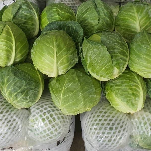 กะหล่ำปลี กะหล่ำหัวใจนำเข้า