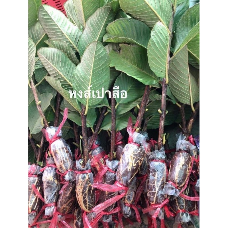 กิ่งตอนฝรั่ง หงเปาสือ