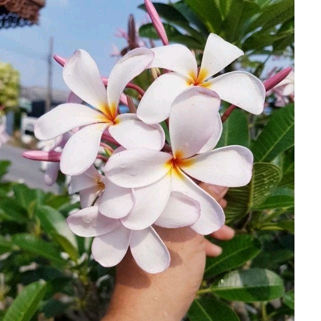 ลีลาวดี*พันธ์เล็ก นิยมทำบอนไซ ดอกพวง กลิ่นดอกหอม กื่งสด..