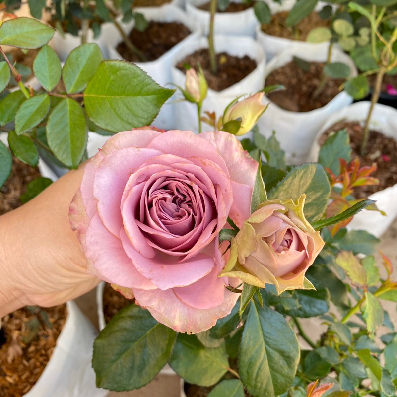 F427 กุหลาบ 🌹 มงมาร์ต Montmartre (ส่งติดดอก) แบบถุงใหญ่ พร้อมส่ง
