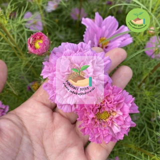 พิเศษ 9 บาท‼️ เมล็ดพันธุ์ ดอกคอสมอสกลีบซ้อนคละสี บรรจุ 50 เมล็ด