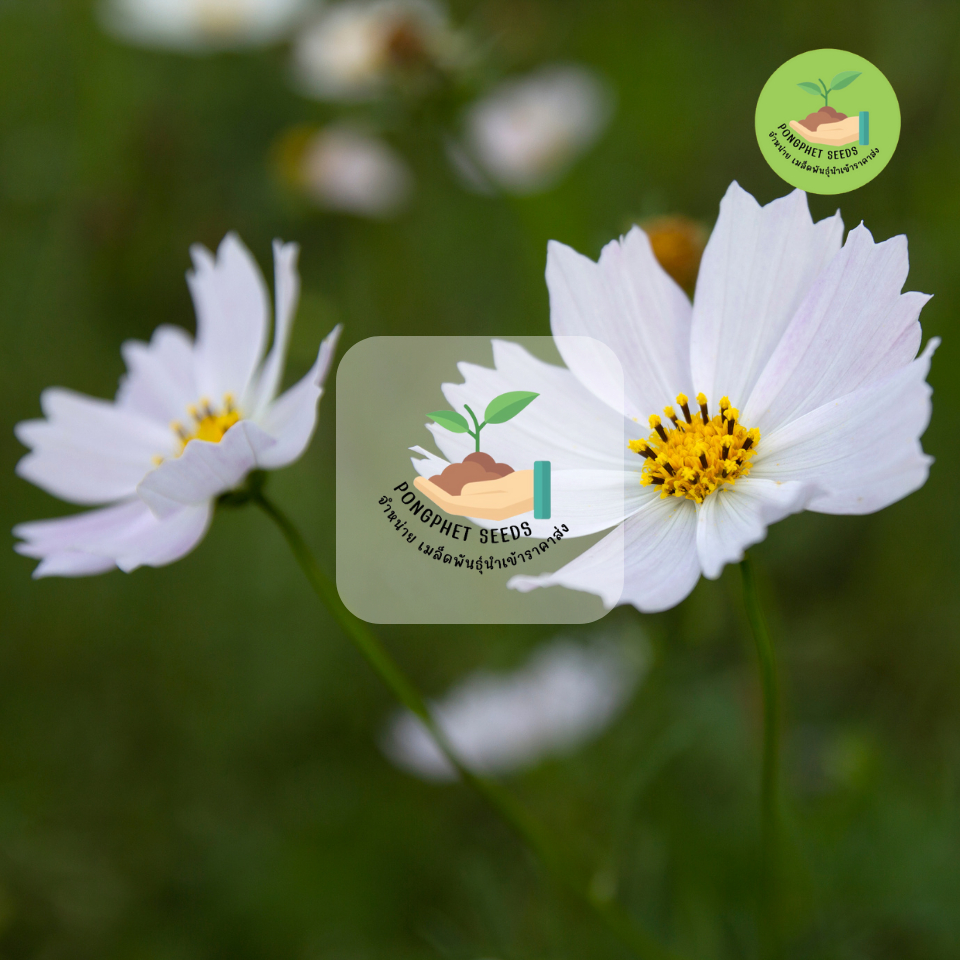 ถูกสุดคุ้ม เม็ดพันธุ์ ดอกคอสมอสสีขาวล้วนไม่มีสีอื่นผสมบรรจุ 250 เมล็ด - รูปที่ 2