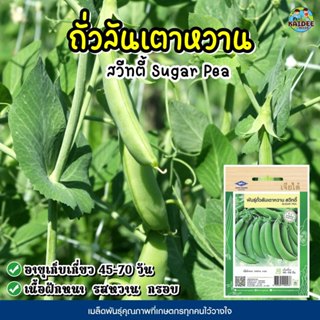 เมล็ดถั่วลันเตาหวาน สวีทตี้ ตราเจียไต๋ Sugar Pea เมล็ดพันธฺุ…